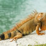 Facts about iguanas