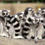 How long do lemurs live ?