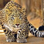 Facts about leopards