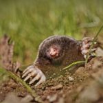 How long do moles live ?