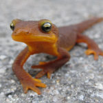How long do newts live ?