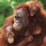 How long do orangutans live ?