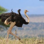 How long do ostriches live ?