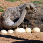 Ostriches - information