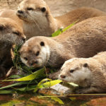 Otters - information