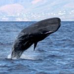 Facts about sperm whales