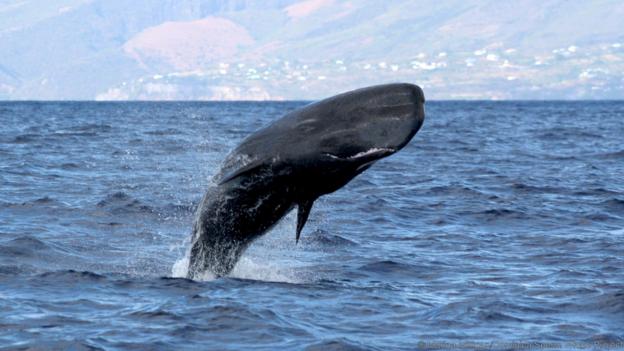 Facts about sperm whales