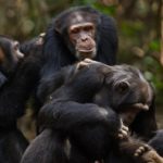 How long do chimpanzees live ?