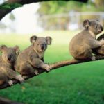 Koalas - information