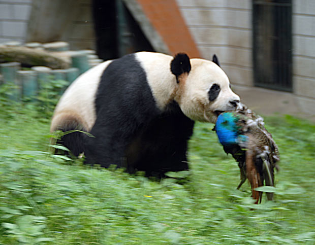 What do pandas eat other than bamboo ?