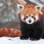 Facts about red pandas