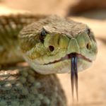 Rattlesnakes - information