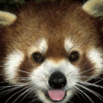 Red pandas - information