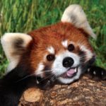 How long do red pandas live ?