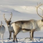 How long do reindeer live ?