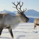 Facts about reindeer