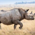 How long do rhinos live ?
