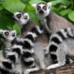 Lemurs - information