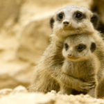 Meerkats - information