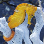 Facts about seahorses