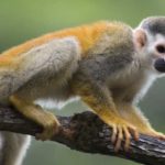 Facts about monkeys