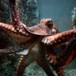 How long do octopus live ?