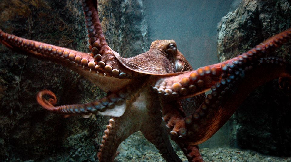 How Long Do Giant Pacific Octopus Live In Captivity