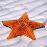 Facts about starfish