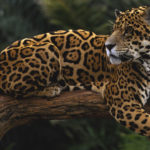 Jaguars - information