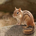 Facts about chipmunks