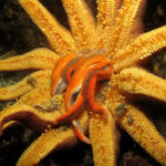 How long do starfish live ?