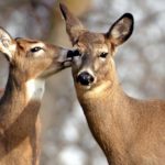 Facts about deer