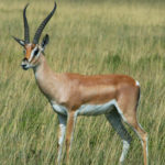 How long do antelopes live ?