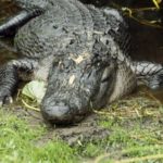 How long do alligators live ?