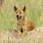 Facts about dingoes