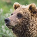 Grizzly bears - information