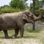 How long do Asian elephants live ?