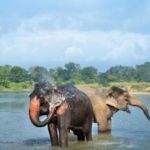 Facts about Asian elephants