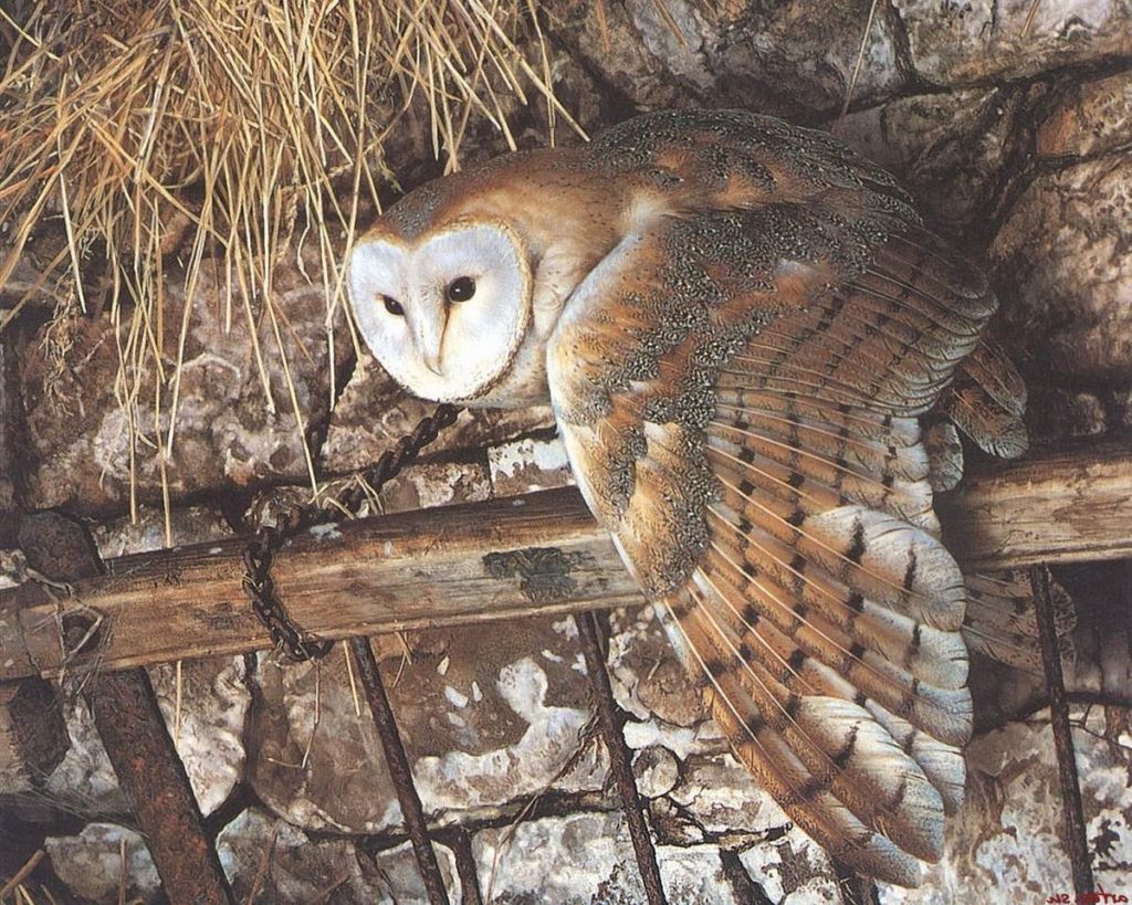 facts-about-barn-owls