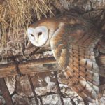 Facts about barn owls