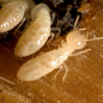 Facts about termite
