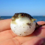 How long do puffer fish live ?