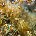 Clownfish - information