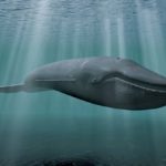 Facts about blue whales