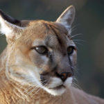 Facts about pumas