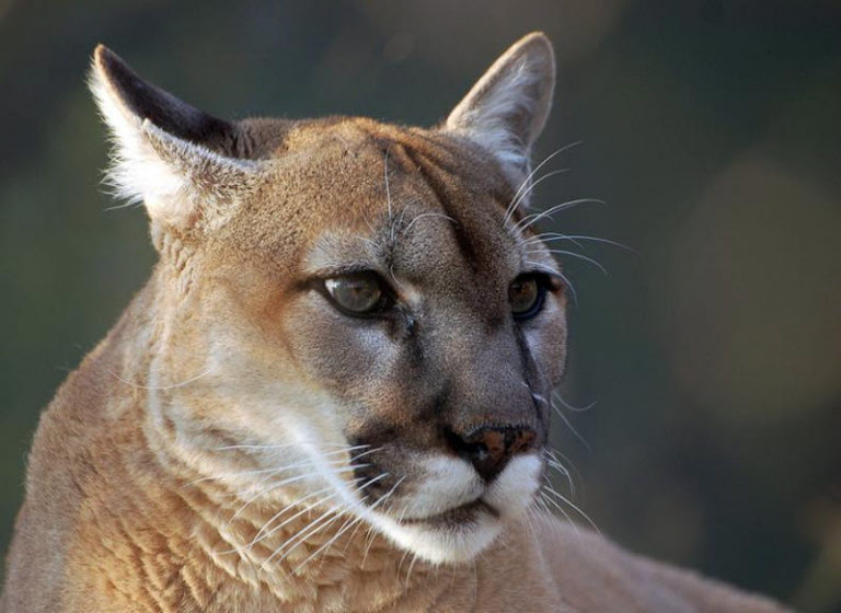 Facts about pumas