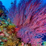 How long do coral live ?