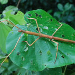 How long do stick insects live ?