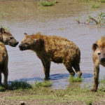 Facts about hyenas