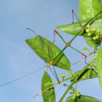 Stick insects - information